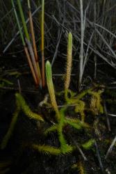 Lycopodiella serpentina. Erect aerial stems with unbranched terminal strobili.
 Image: L.R. Perrie © Leon Perrie CC BY-NC 4.0